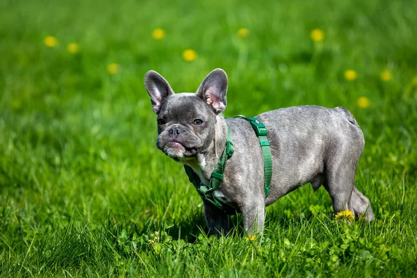 French Bulldog Portrait Green Background — Stockfoto