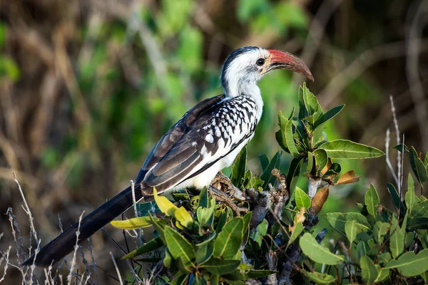 Red Billed Toko Bird Sits Branch Bush Tsavo National Park — Stock fotografie