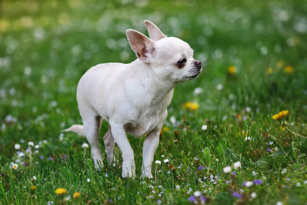 Cute Chihuahua Dog Runs Lawn — Fotografia de Stock