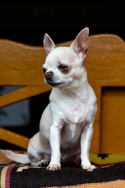 Cão Chihuahua Bonito Senta Olha Para Longe — Fotografia de Stock