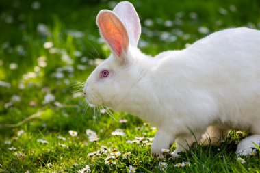 Güzel beyaz tavşan yeşil çimlerde papatyalarla.