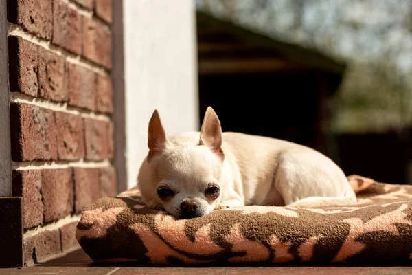 Cute Chihuahua Dog Lying House — Stock fotografie