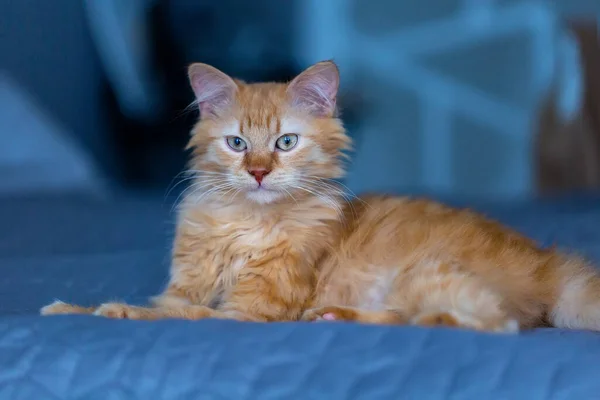 Χαριτωμένη Κόκκινη Γάτα Μπλε Φόντο — Φωτογραφία Αρχείου
