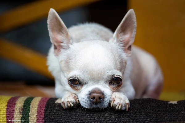 Cute Chihuahua Dog Lying Resting Selective Focusing — Stock fotografie