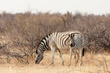 Zebra with his child in the Etosha National Park .Namibia.