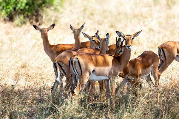 Springbok Antelope Etosha National Park Namibia African Safari — 스톡 사진