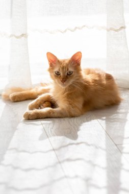 Pencerenin yanında tatlı kırmızı kedi yatıyor..