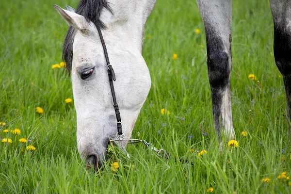 White Horse Eats Grass Close — Stockfoto