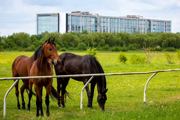 Herd Free Range Horses Field City Lviv — Stockfoto