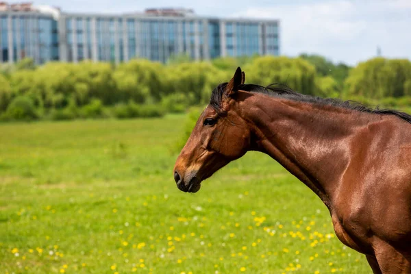 Portret Brązowego Konia Tle Miasta Lwów — Zdjęcie stockowe