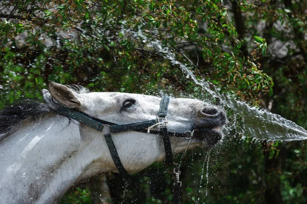 Cavallo Bianco Innaffiato Con Tubo Lavare Cavallo — Foto Stock