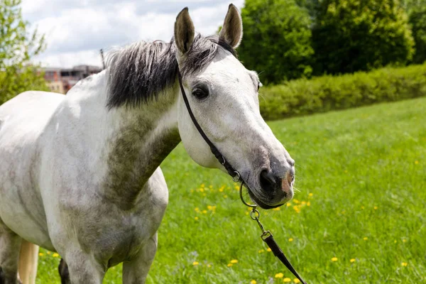 Zbliżenie Portret Białego Konia — Zdjęcie stockowe