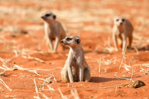 Meerkats Siedzi Piasku Pustyni Kalahari Namibia — Zdjęcie stockowe