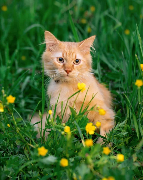 Червоний Кіт Газоні Жовтими Квітами — стокове фото