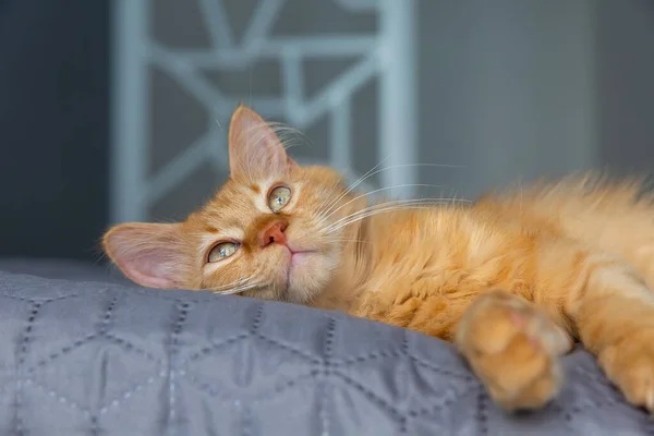 Χαριτωμένη Κόκκινη Γάτα Ξαπλωμένη Στο Κρεβάτι — Φωτογραφία Αρχείου