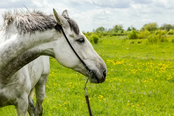 Närbild Porträtt Vit Häst — Stockfoto