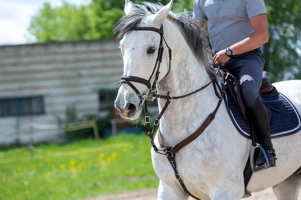 Närbild Porträtt Vit Häst Med Oidentifierad Ryttare Hästsport — Stockfoto