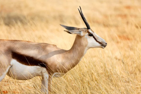 Vadafrikai Állatok Springboks Közepes Méretű Antilop Etosha Nemzeti Parkban Namíbia — Stock Fotó