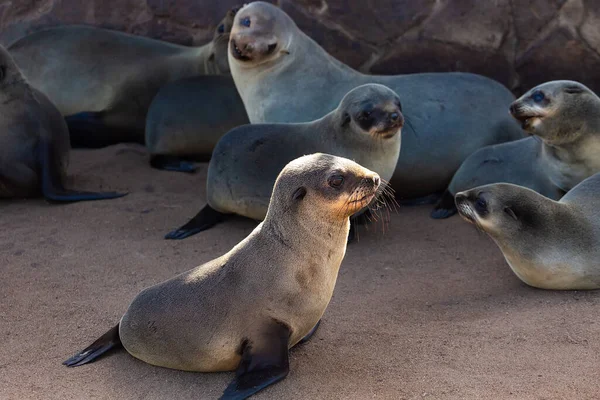 Phoques Fourrure Cape Cross Sur Côte Sud Ouest Afrique Namibie — Photo