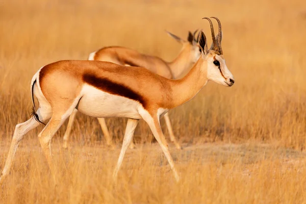 Vadafrikai Állatok Springbok Közepes Méretű Antilop Etosha Nemzeti Parkban Namíbia — Stock Fotó