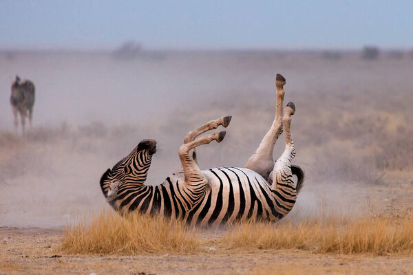 Wild african animals. The zebra lies on the ground upside down. Etosha National Park. Namibia