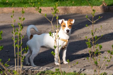 Çalıların arasında Jack Russell Terrier köpeği.