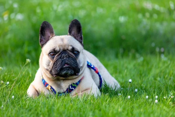 Franska Bulldog Ligger Det Gröna Gräset — Stockfoto