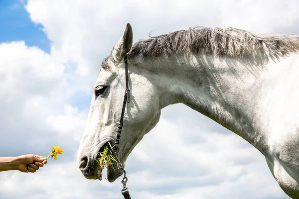 Білий Кінь Нюхає Жовту Кульбабу Тлі Неба Хмарами Дівчинка Тримає — стокове фото