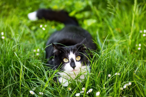 Gato Pose Caçador Grama Verde — Fotografia de Stock