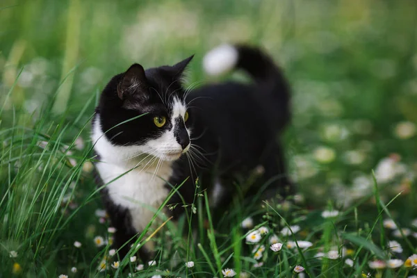 Μαύρο Και Άσπρο Γάτα Ένα Πράσινο Θολή Φόντο Ένα Γκαζόν — Φωτογραφία Αρχείου
