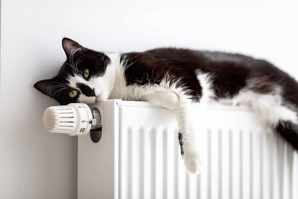 Cat Lies Heating Radiator Cat Warms Battery — Stock Photo, Image