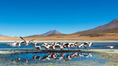 Güney Altiplano, Bolivya 'daki Colorado Gölünde bir sürü flamingo var..