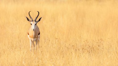 Springbok (orta büyüklükteki antilop) Etosha Ulusal Parkı 'nda. Namibya. Vahşi Afrika hayvanları. Seçici odak
