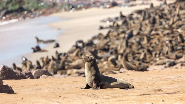 Grupo Focas Cape Cross Costa Sudoeste África Namíbia Selar Fundo — Fotografia de Stock