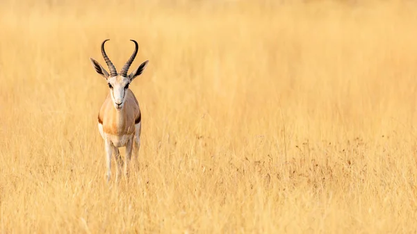 Springbok Keskikokoinen Antilooppi Etoshan Kansallispuistossa Namibiaan Villit Afrikkalaiset Eläimet Valikoiva — kuvapankkivalokuva