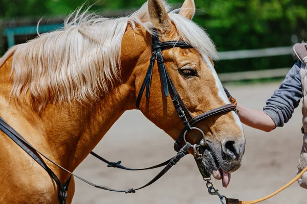 Porträtt Röd Häst Ett Betsel — Stockfoto