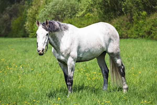 Vit Häst Ett Grönt Fält — Stockfoto