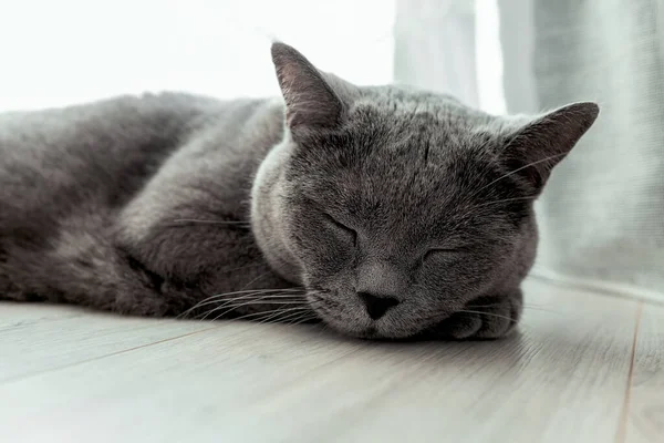 Grande Gato Britânico Cinza Está Dormindo Foco Seletivo — Fotografia de Stock