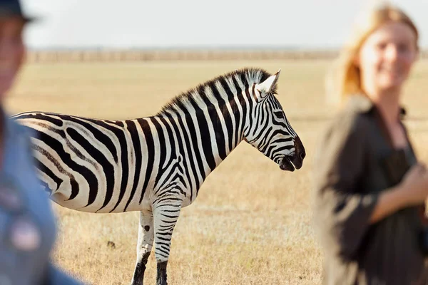 Zebra Tegen Achtergrond Van Toeristen Die Buiten Beeld Zijn Wazig — Stockfoto