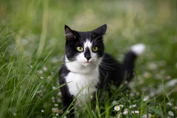 Μαύρο Και Άσπρο Γάτα Ένα Πράσινο Θολή Φόντο Ένα Γκαζόν — Φωτογραφία Αρχείου
