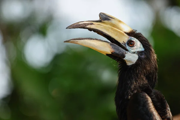 Retrato Pássaro Hornbill Com Bico Aberto Bali Indonésia — Fotografia de Stock