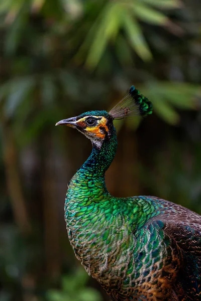 Retrato Pavão Perfil Bali Indonesia — Fotografia de Stock