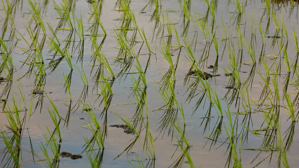 日落时的稻田 靠近点 — 图库照片