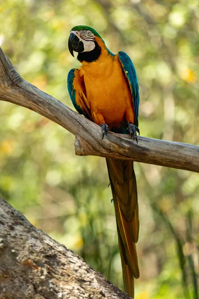 Modrý Žlutý Macaw Sedí Větvi Stromu — Stock fotografie
