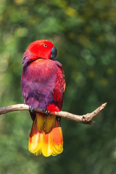 Papoušek Červený Eclectus Sedí Větvi — Stock fotografie