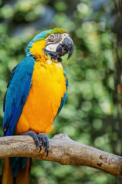 Modrý Žlutý Macaw Sedí Větvi Stromu — Stock fotografie
