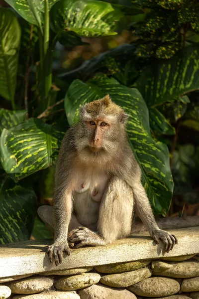 Apan Sitter Bredvid Grön Planta Ubud Bali Indonesien — Stockfoto