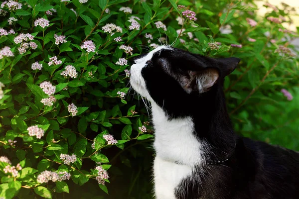 Gato Preto Branco Fareja Flores Nos Arbustos — Fotografia de Stock