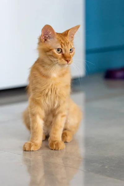 Portrait Chat Rouge Dans Environnement Familial — Photo