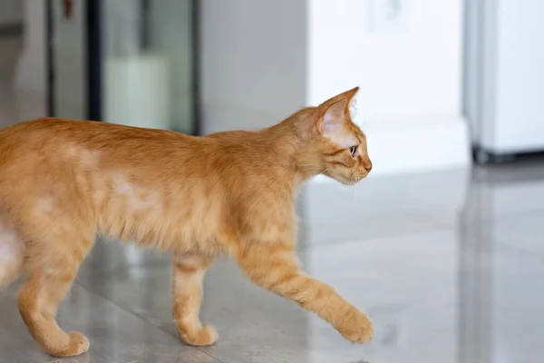 Κόκκινη Χνουδωτή Νεαρή Γάτα Κινείται — Φωτογραφία Αρχείου